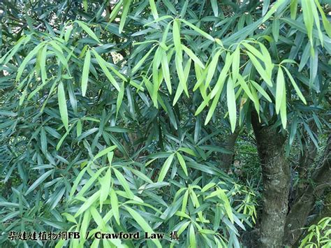 竹葉青植物|竹葉青岡